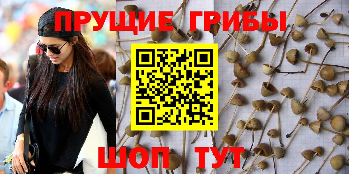 Галлюциногенные грибы прущие грибы  Псилоцибиновые грибы прущие грибы  продажа наркотиков  Богородск  Вход с VPN 